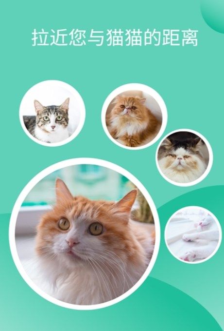 猫猫交流工具app手机版 v3.3.4